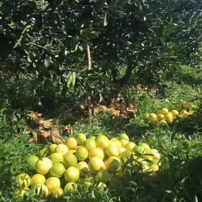 Extrait de fruits de raisin 