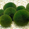 Poudre de Chlorelle